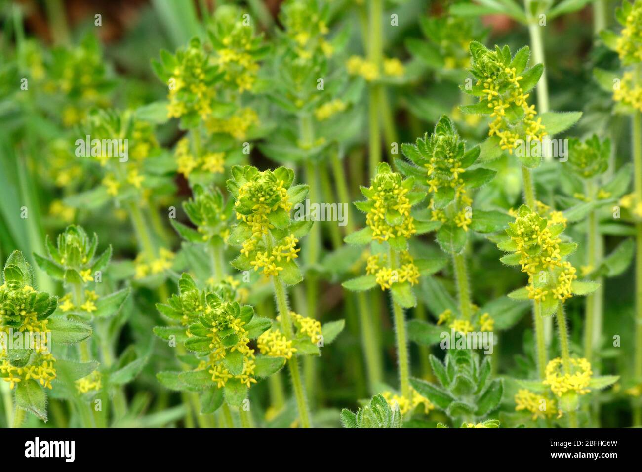 Crosswort Cruciata laevipes yellow spring flowers growing in hedgerows Stock Photo