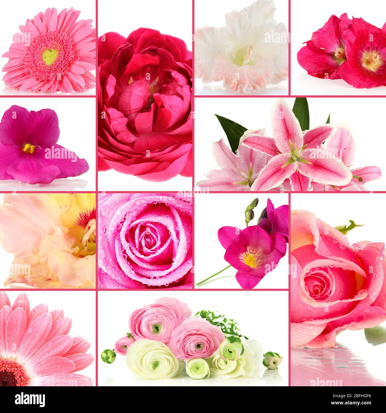 Collage of different beautiful flowers Stock Photo - Alamy