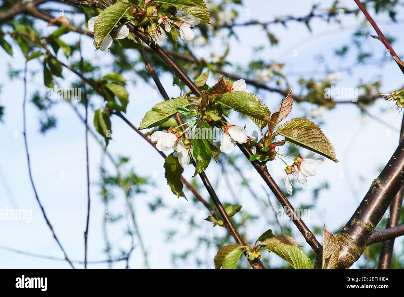 Kirschbaum im Frühjahr mit Himmel als Hintergrund Stock Photo