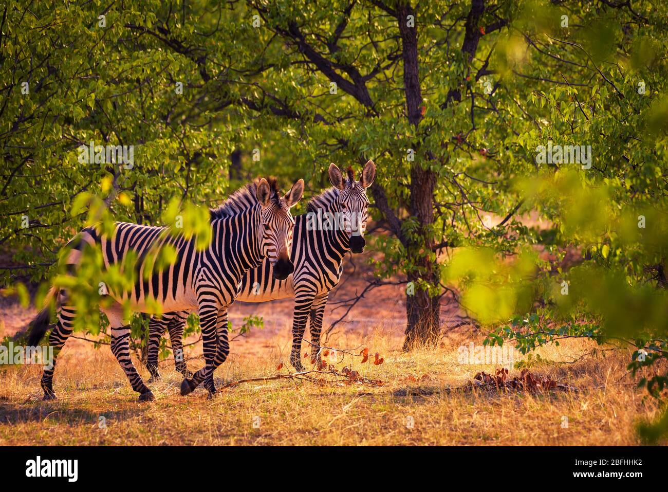 Two zebras at sunset in Etosha National Park, Namibia Stock Photo