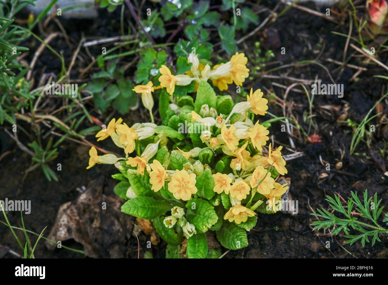 Schlüsselblumen im Streuobstbestand Stock Photo