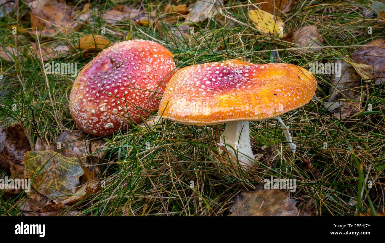 colorful and poisonous mushrooms in the forest Stock Photo