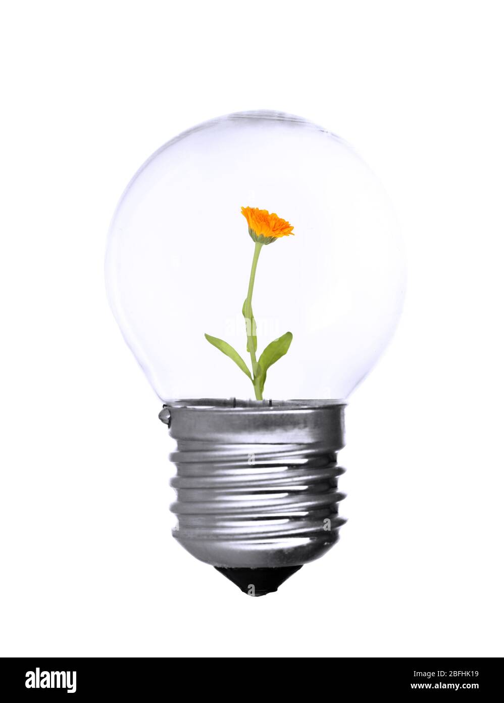 Flower growing inside light bulb isolated on white Stock Photo Alamy