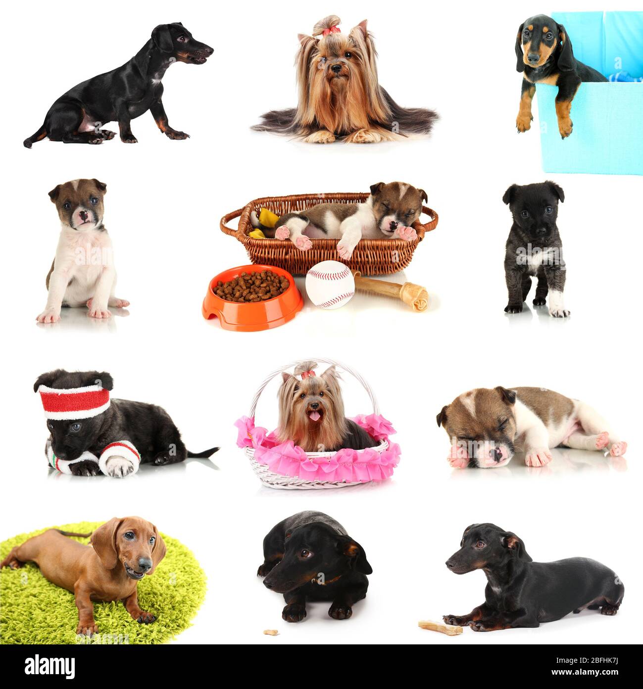 Collage of cute puppies isolated on white Stock Photo - Alamy