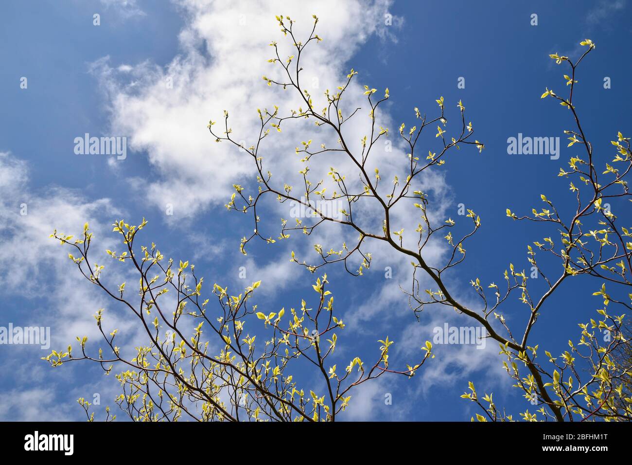 Spring concept with budding leaves on branches set against blue sky and clouds Stock Photo
