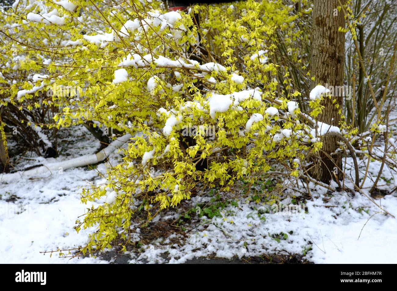 Spring snow storm Stock Photo - Alamy