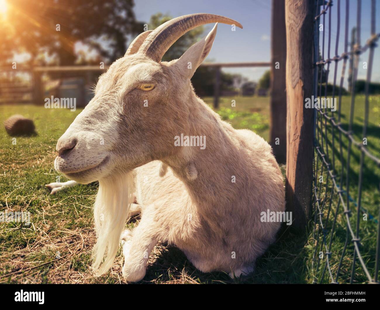 White Billy Goat resting in its field, East Sussex, United Kingdom Stock Photo