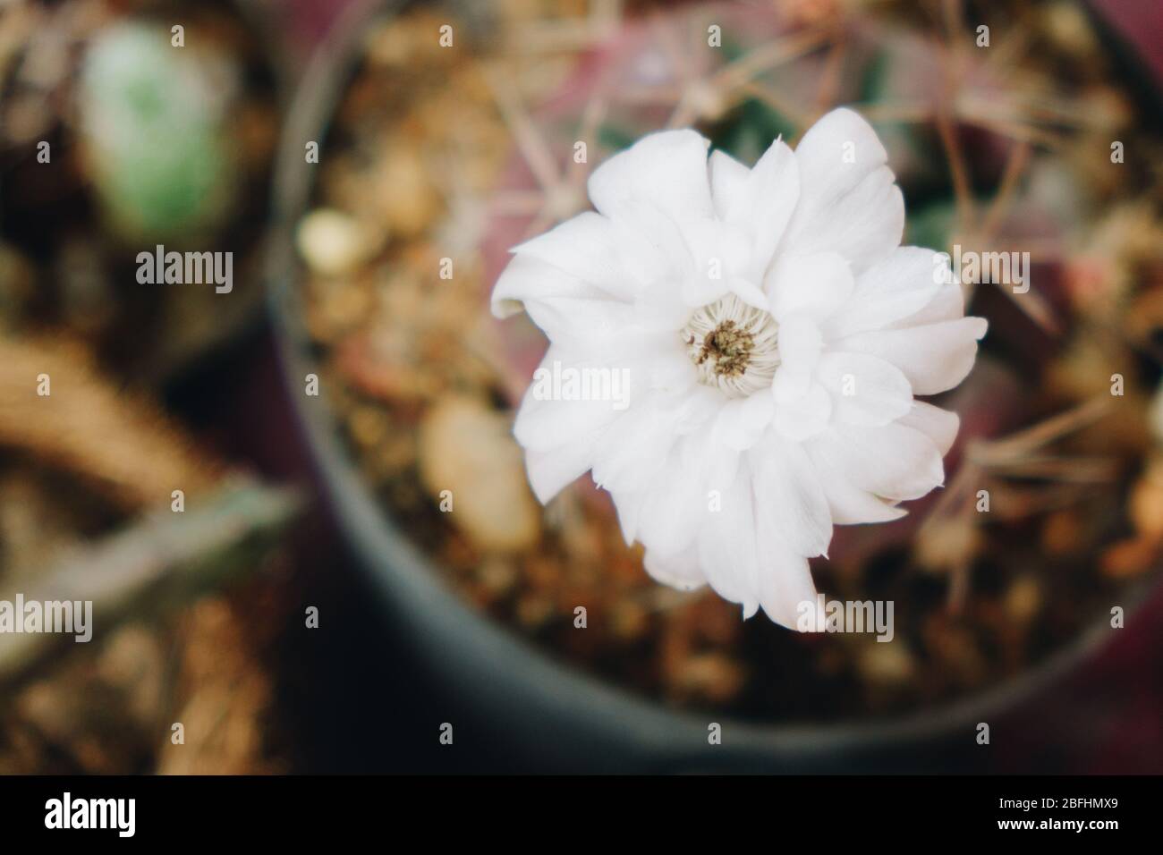 White Cactus Flower bloom with a thorn. Top view of flower Stock Photo