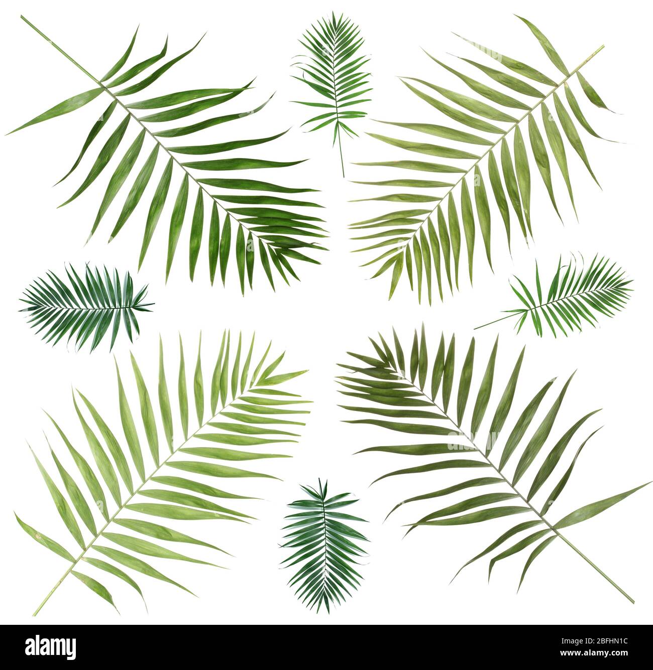 Collage of beautiful palm leaves isolated on white Stock Photo - Alamy