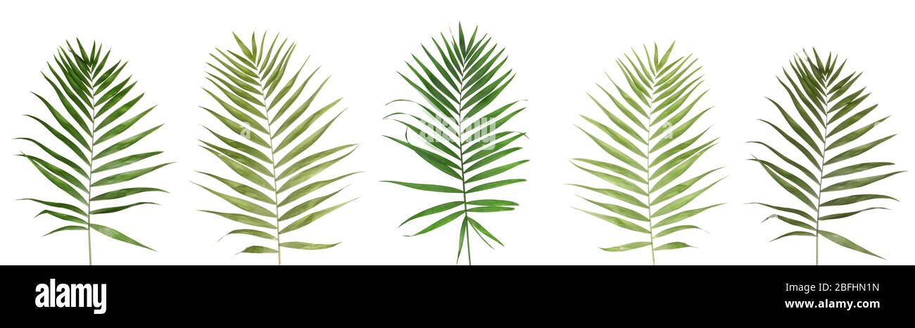 Collage of beautiful palm leaves isolated on white Stock Photo - Alamy