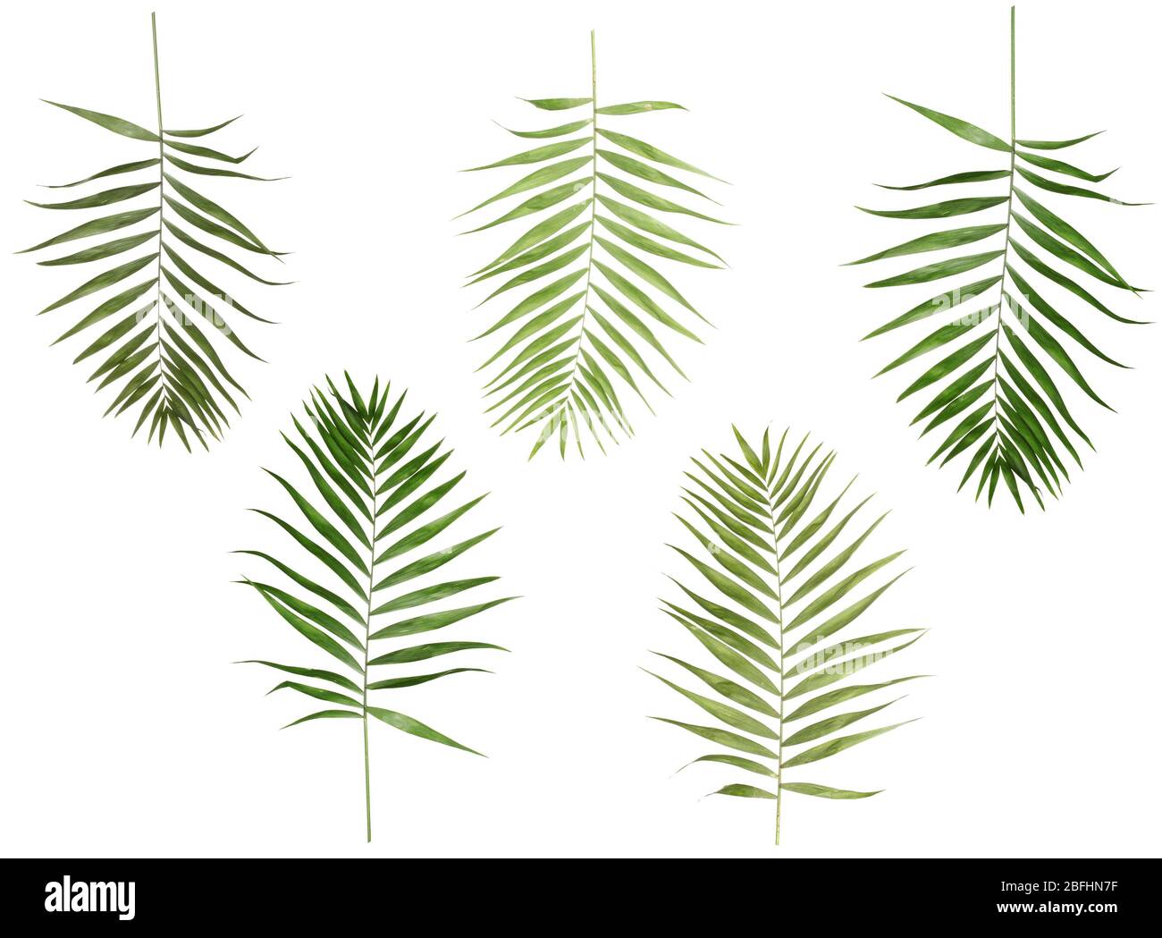 Collage of beautiful palm leaves isolated on white Stock Photo - Alamy