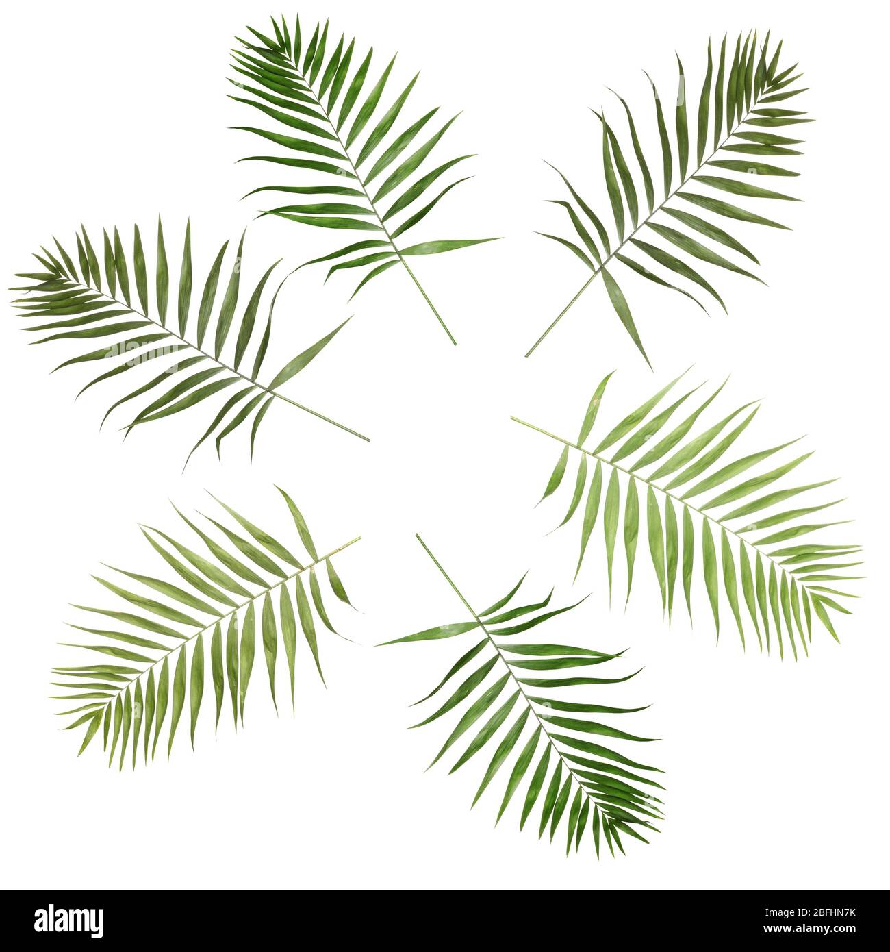 Collage of beautiful palm leaves isolated on white Stock Photo - Alamy