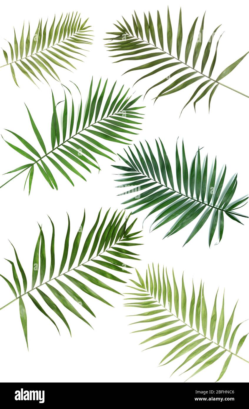 Collage of beautiful palm leaves isolated on white Stock Photo - Alamy