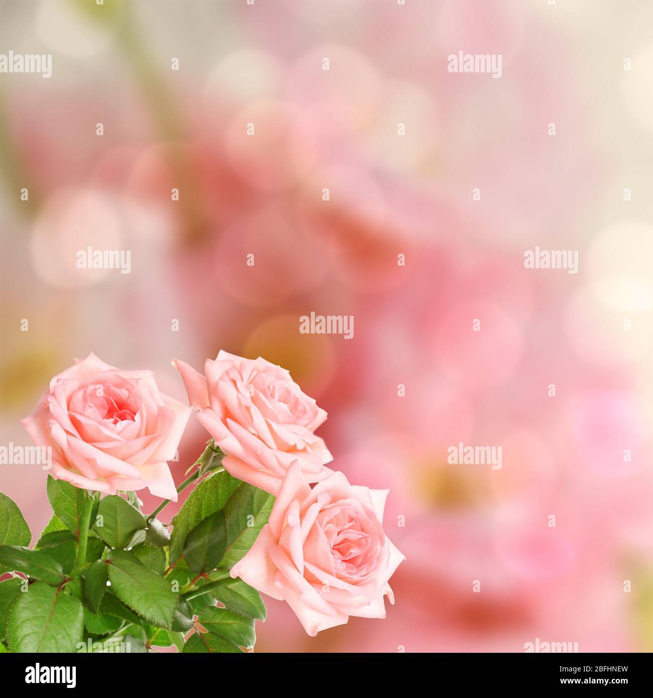 Pink roses on bright background Stock Photo - Alamy