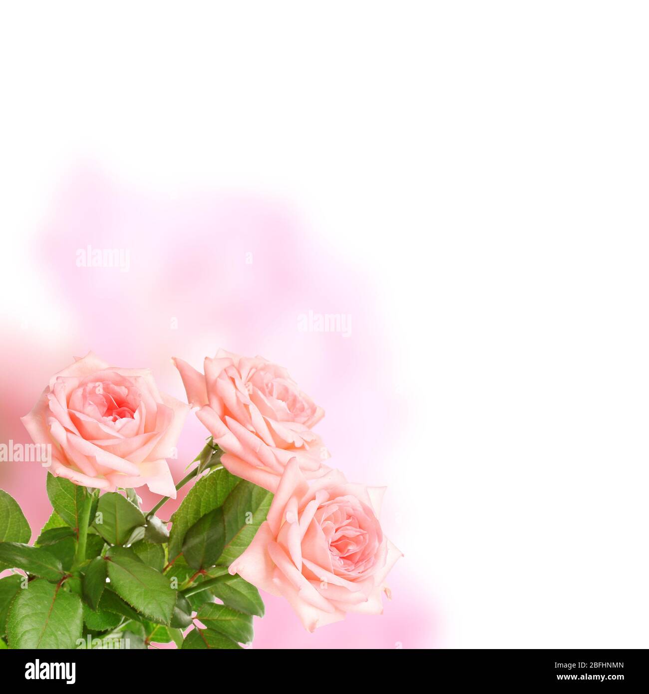 Pink roses on bright background Stock Photo - Alamy