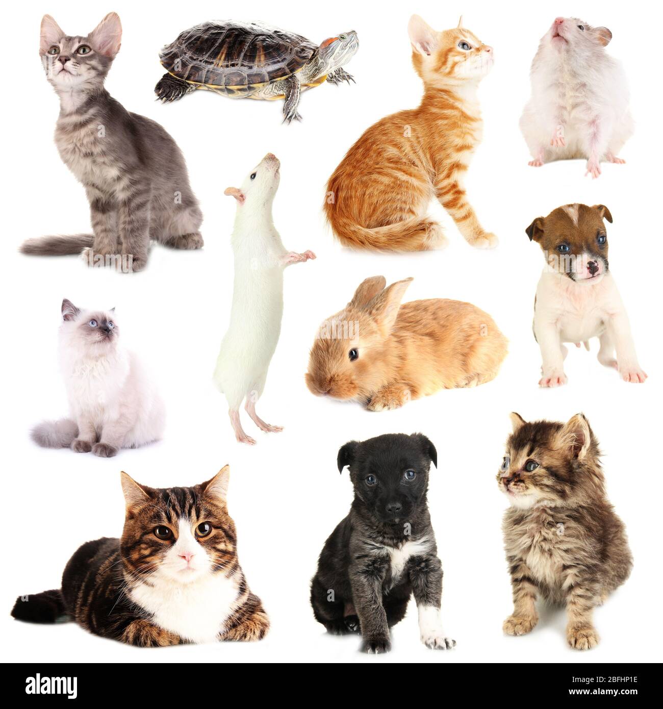 Collage of different pets isolated on white Stock Photo - Alamy