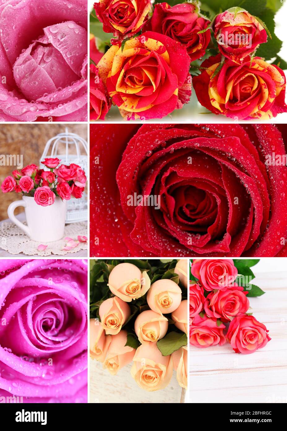 Beautiful roses collage close hi-res stock photography and images - Alamy