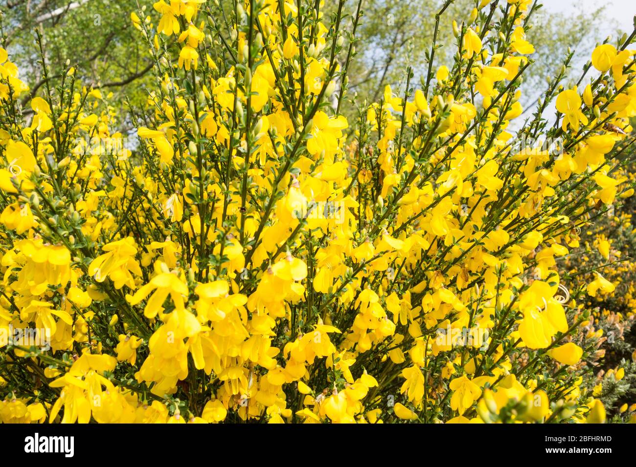 Blossoming bright yellow Cytisus scoparius or Scotch broom Stock Photo