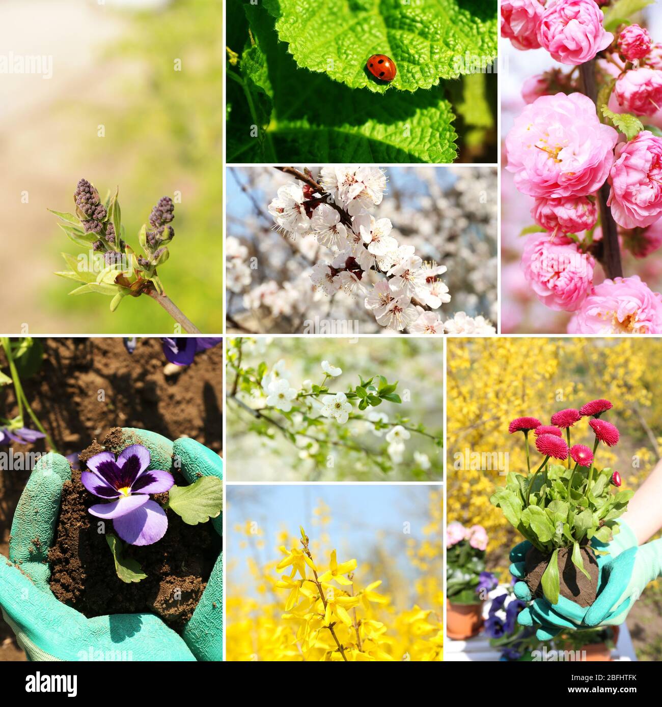 Spring season collage Stock Photo - Alamy