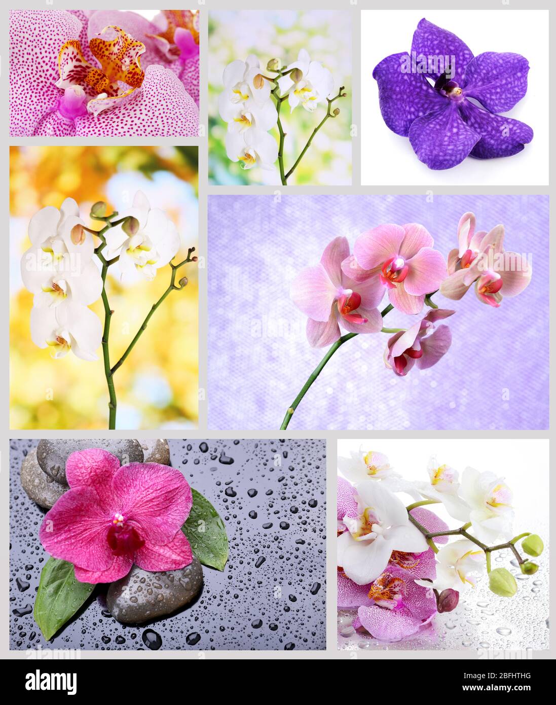 Collage of beautiful orchids Stock Photo