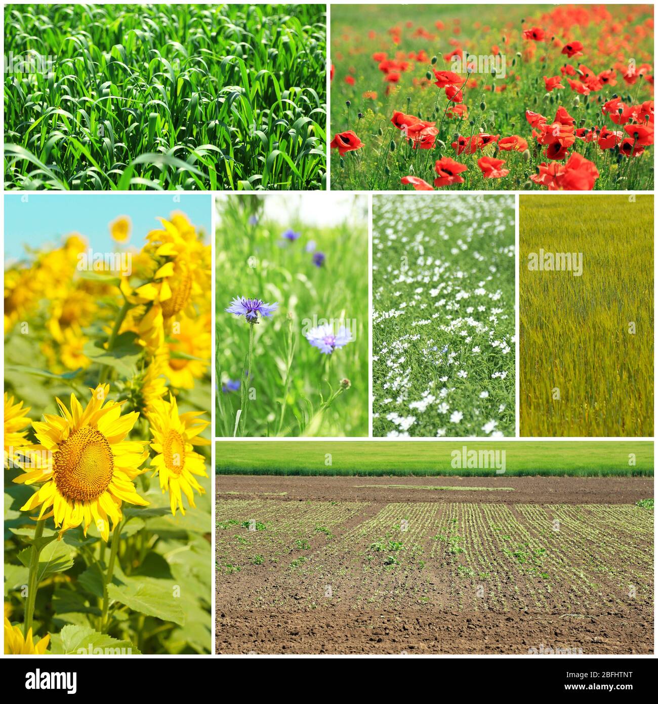 Collage of beautiful fields Stock Photo - Alamy