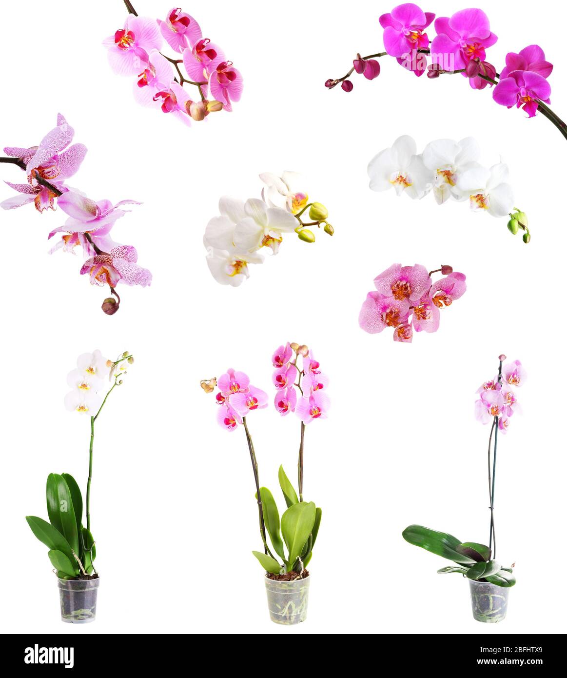 Collage of beautiful orchids isolated on white Stock Photo