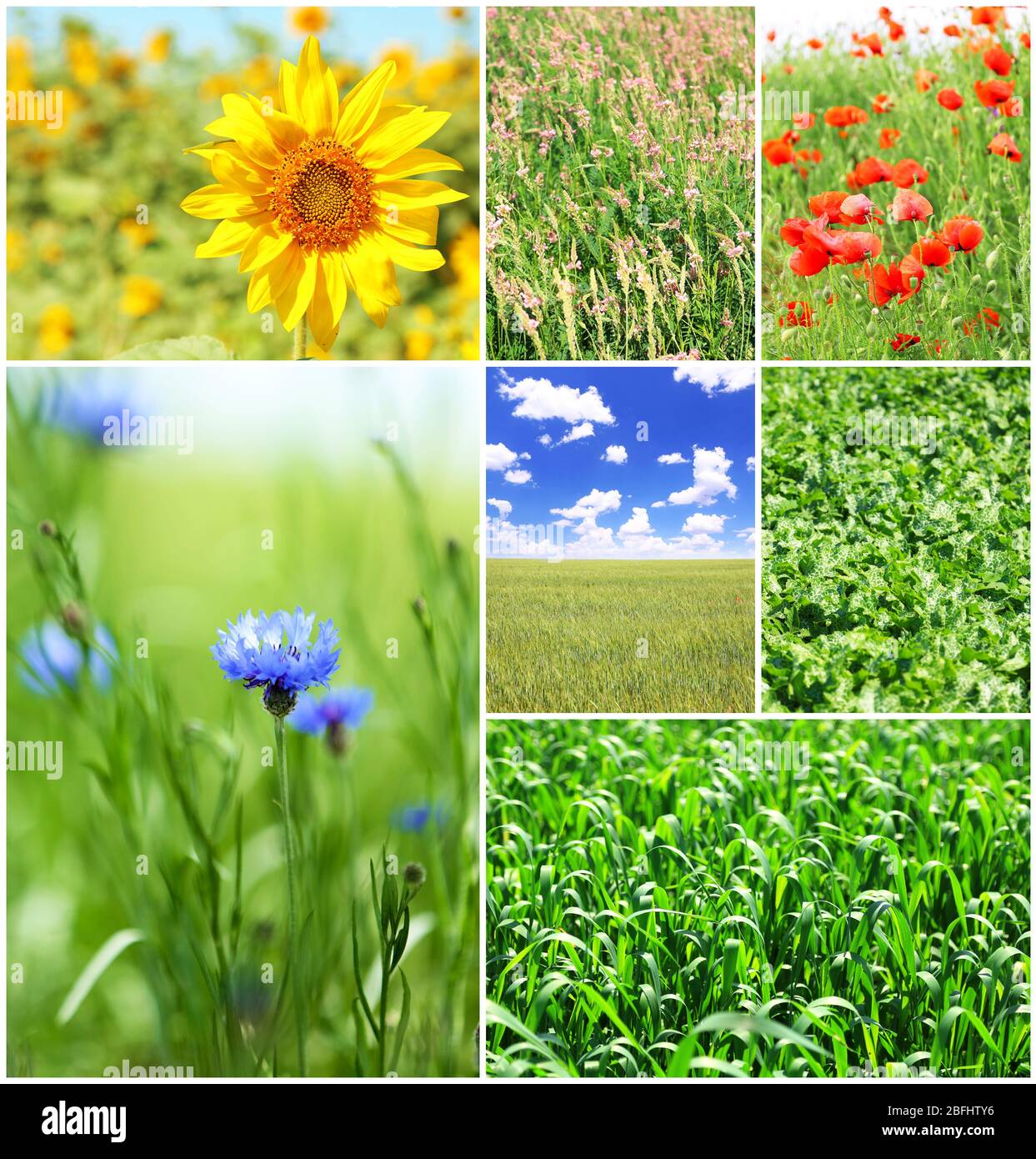 Collage of beautiful fields Stock Photo