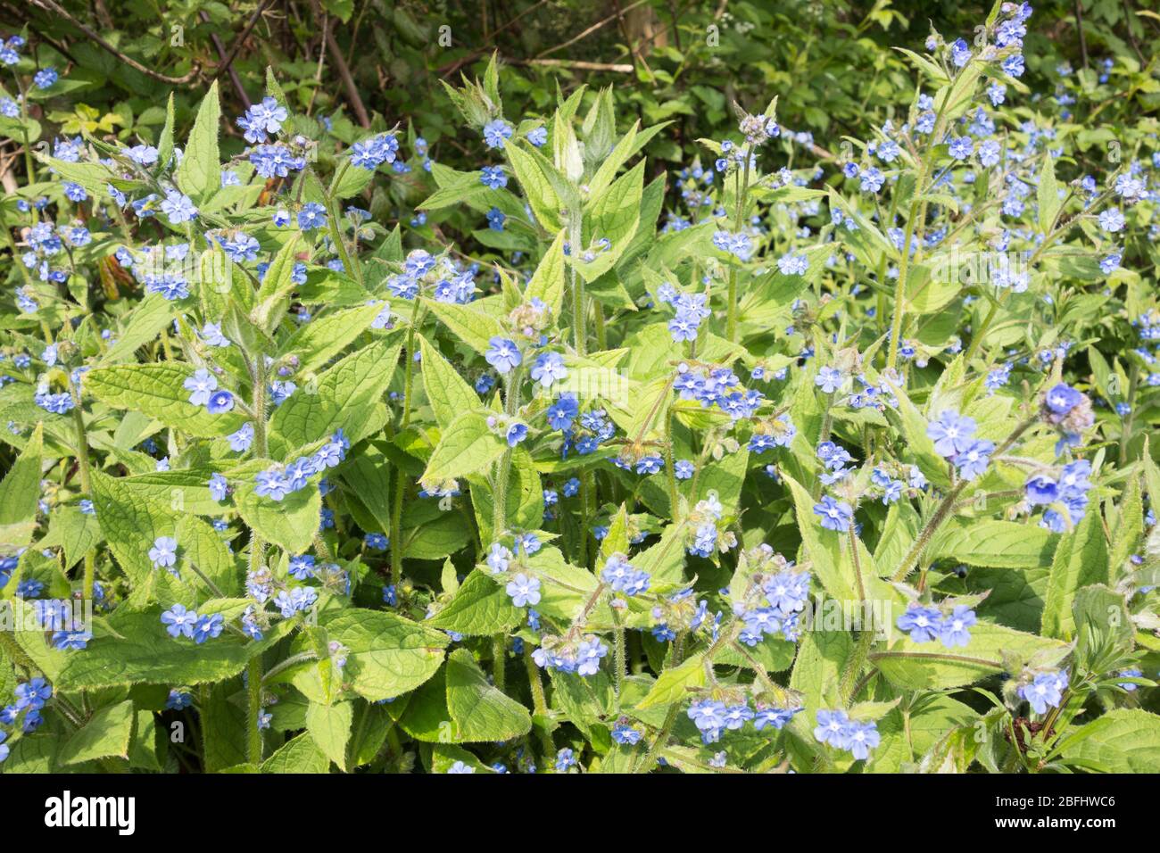 Clusters of the blue-flowered Creeping Forget Me Not or Blue-Eyed Mary (Omphalodes Verna) Stock Photo