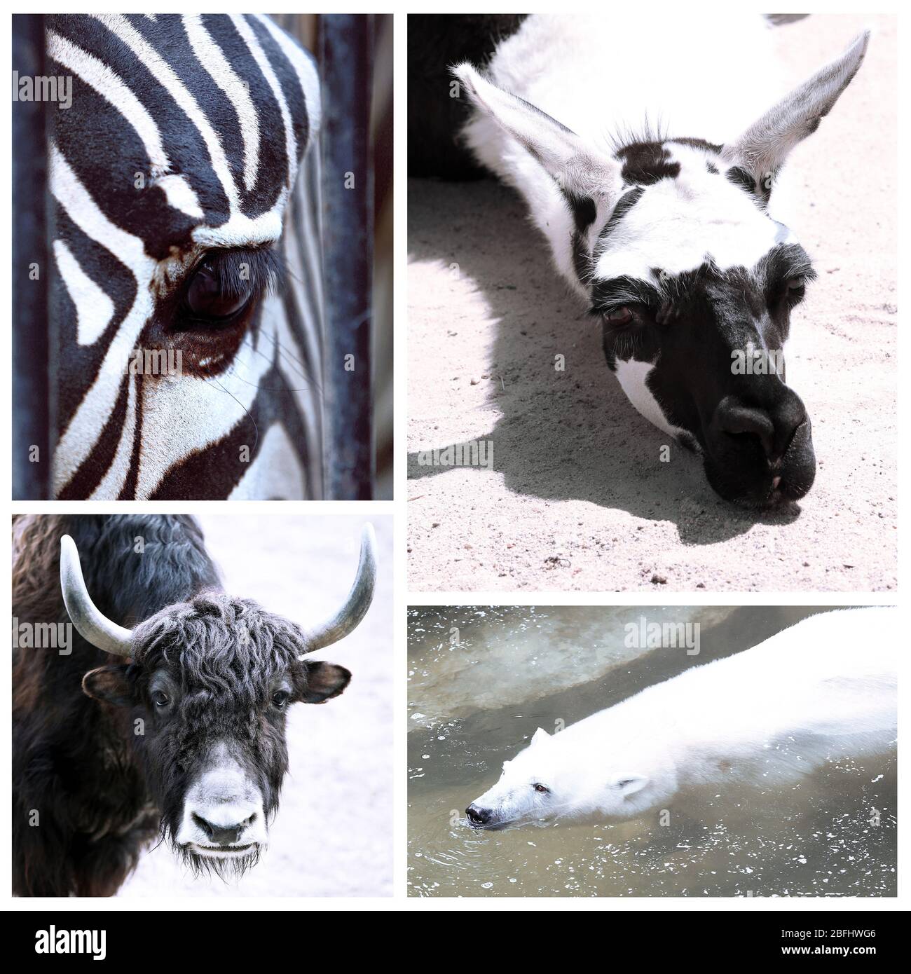 Animals collage Stock Photo