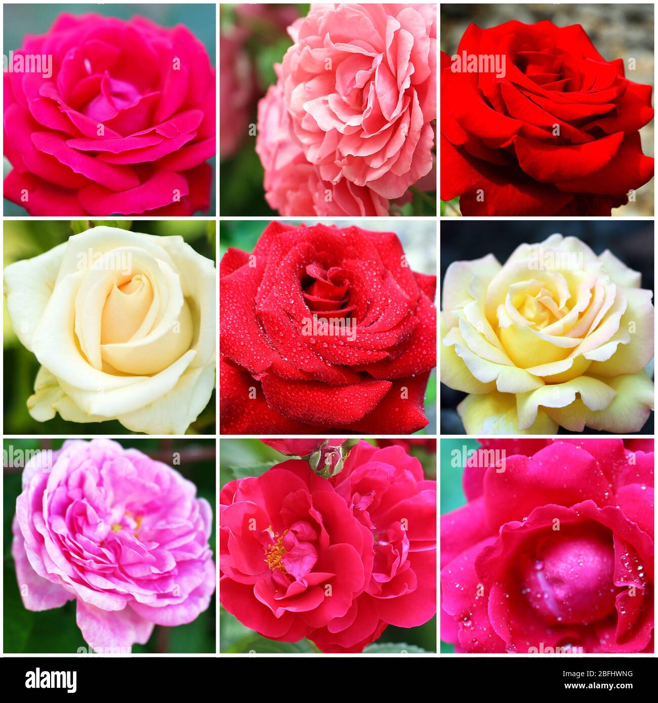 Collage of beautiful roses, close-up Stock Photo - Alamy
