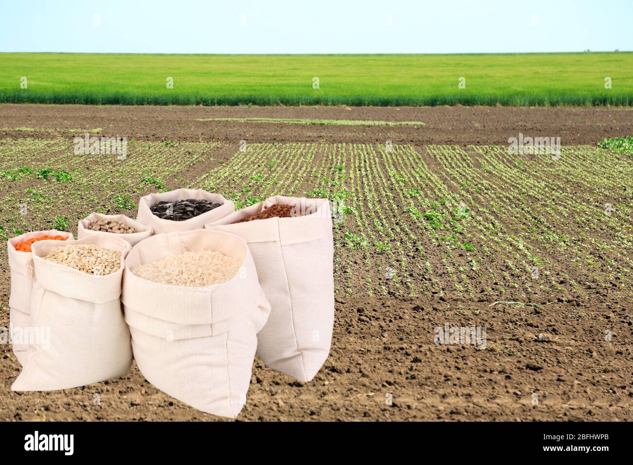 https://c8.alamy.com/comp/2BFHWPB/cloth-bags-with-grain-on-field-background-2BFHWPB.jpg