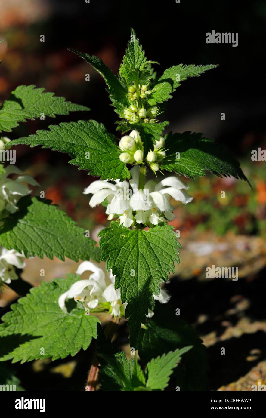 A view of a White Dead-nettle, Lamium album, in a wild patch in an English garden. Stock Photo