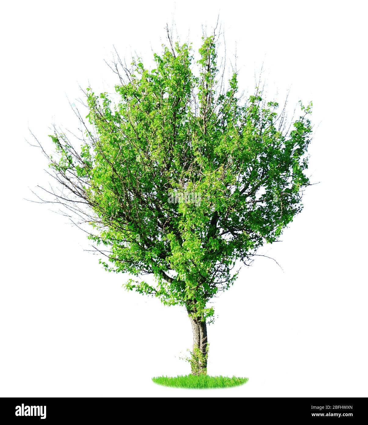 View single tree growing Cut Out Stock Images Pictures Alamy View single tree growing Cut Out Stock Images Pictures Alamy