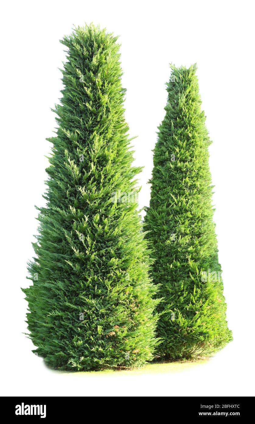 Green forest trees environment flora Cut Out Stock Images & Pictures ...