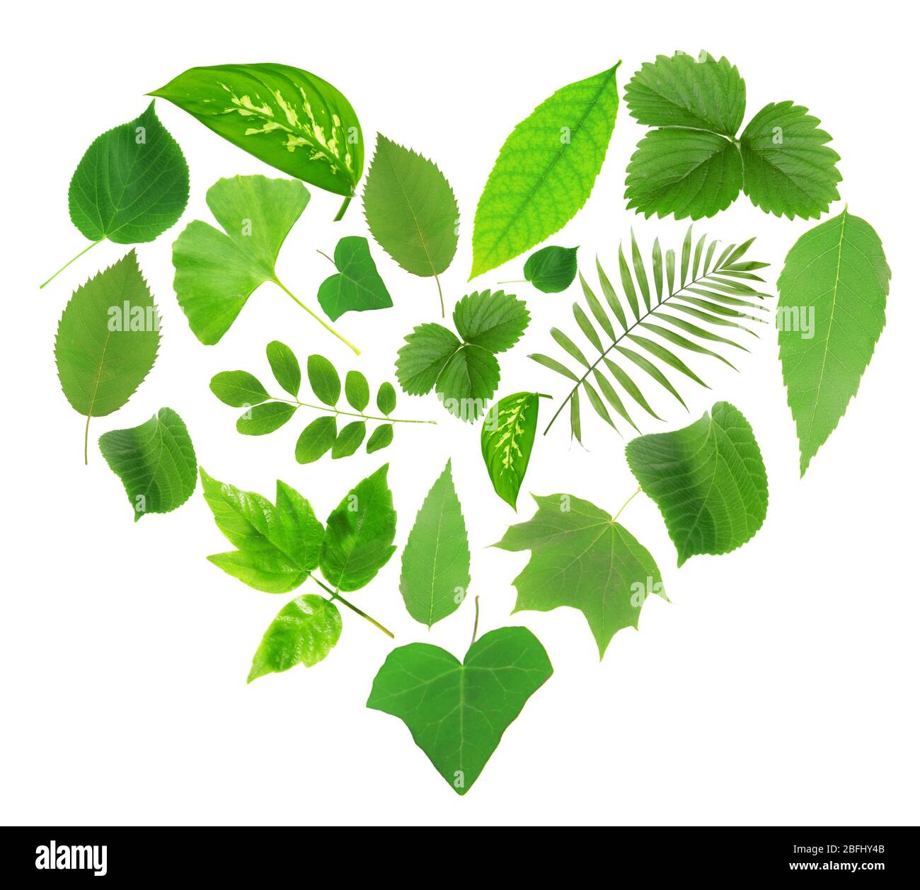 Green leaves in shape of heart isolated on white Stock Photo - Alamy