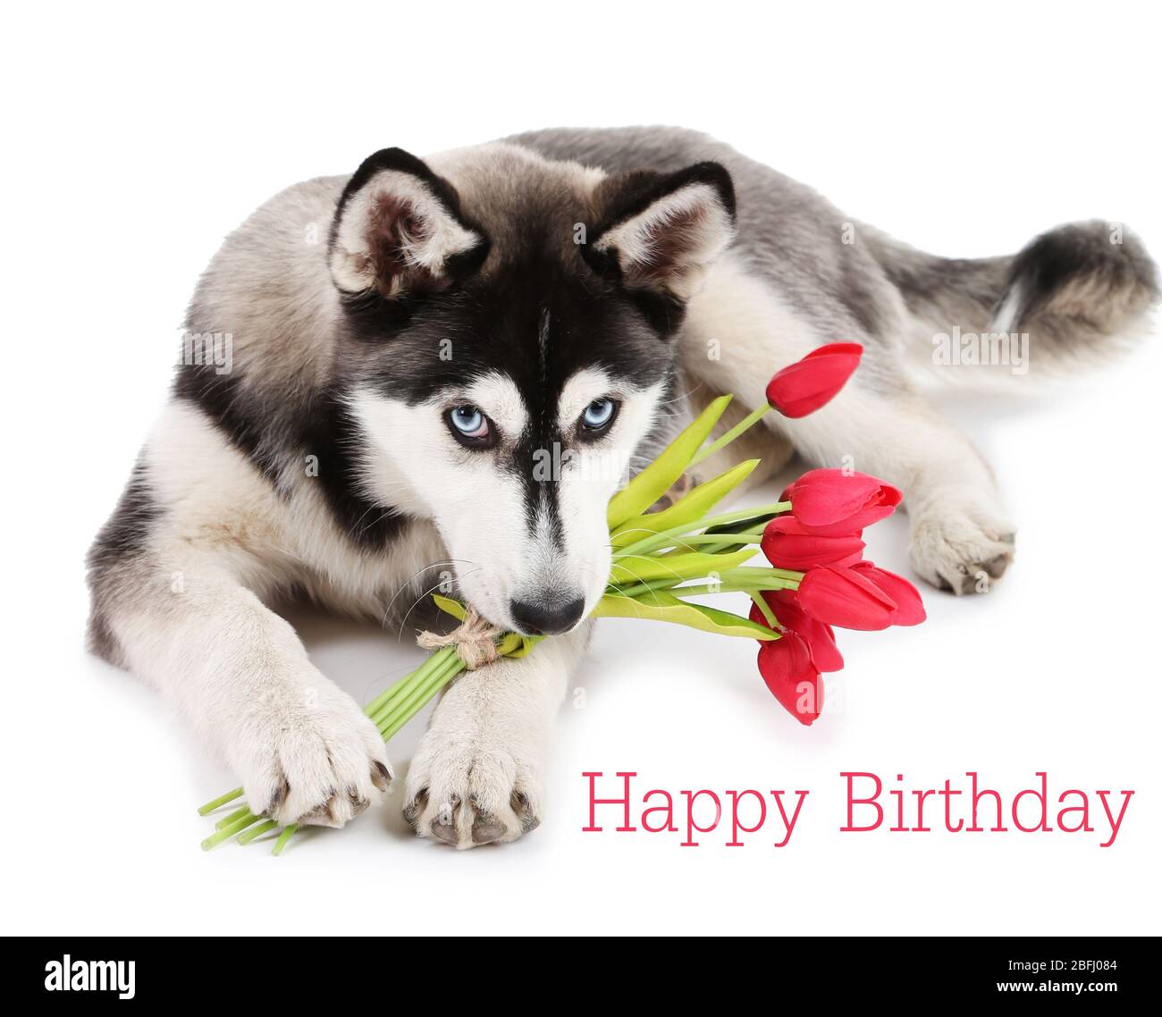 Birthday postcard.Cute husky puppy, isolated on white Stock Photo - Alamy