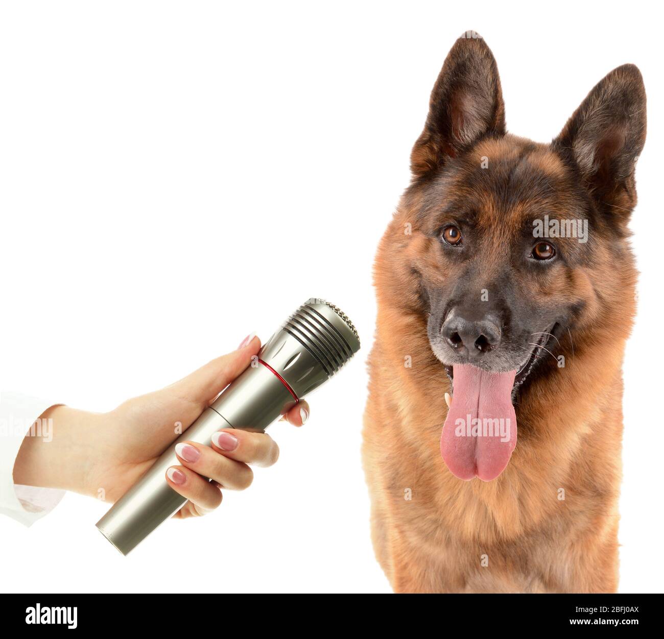 Cute dog with microphone isolated on white Stock Photo Alamy