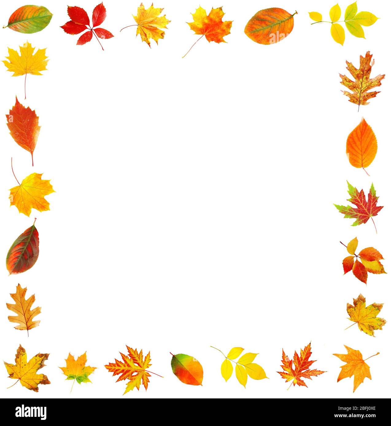 Frame of autumn leaves isolated on white Stock Photo - Alamy