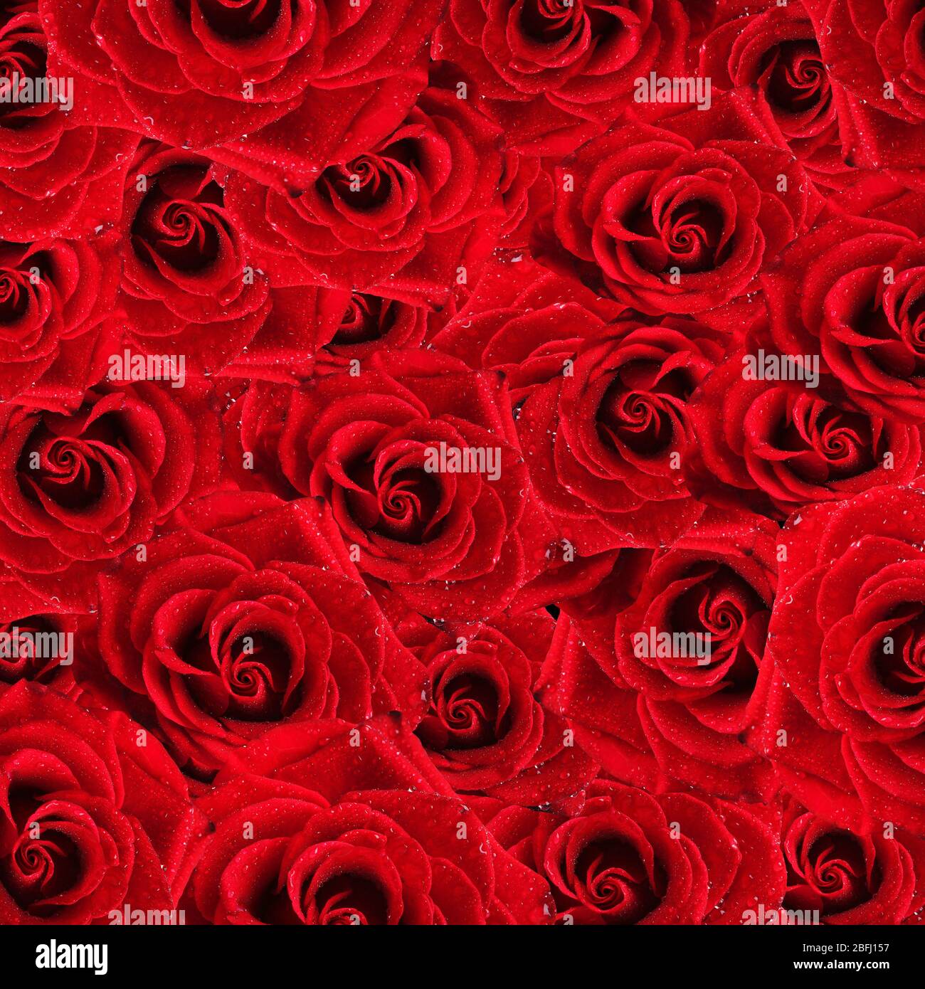 Group wet red roses hi-res stock photography and images - Alamy