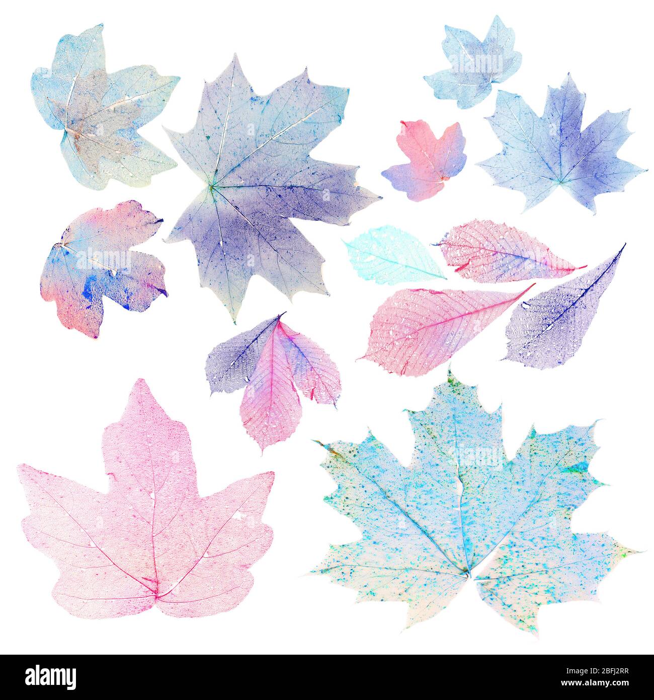 Photo drawing transparent maple leaf hi-res stock photography and images -  Alamy