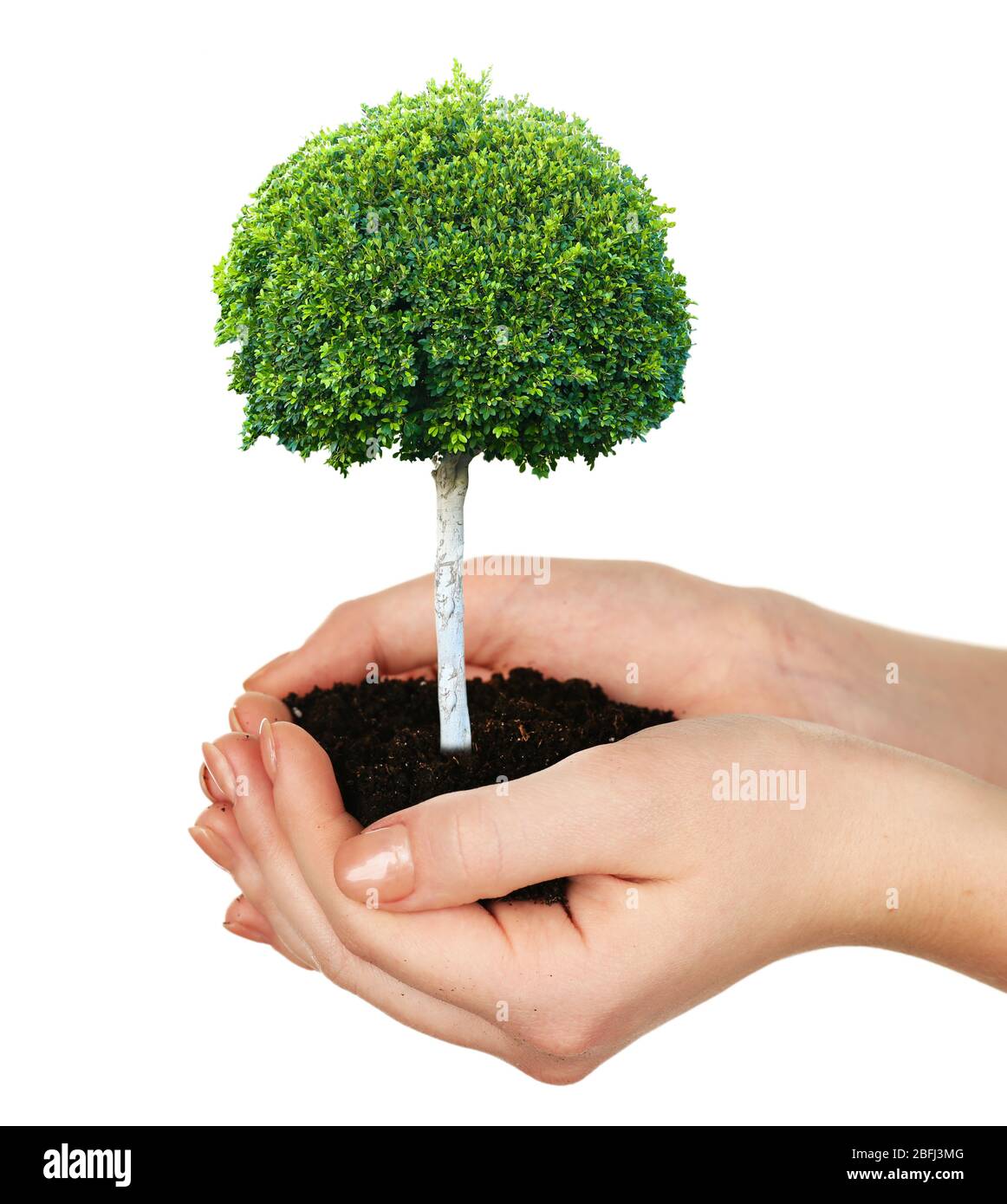 Small tree in hands isolated on white Stock Photo - Alamy