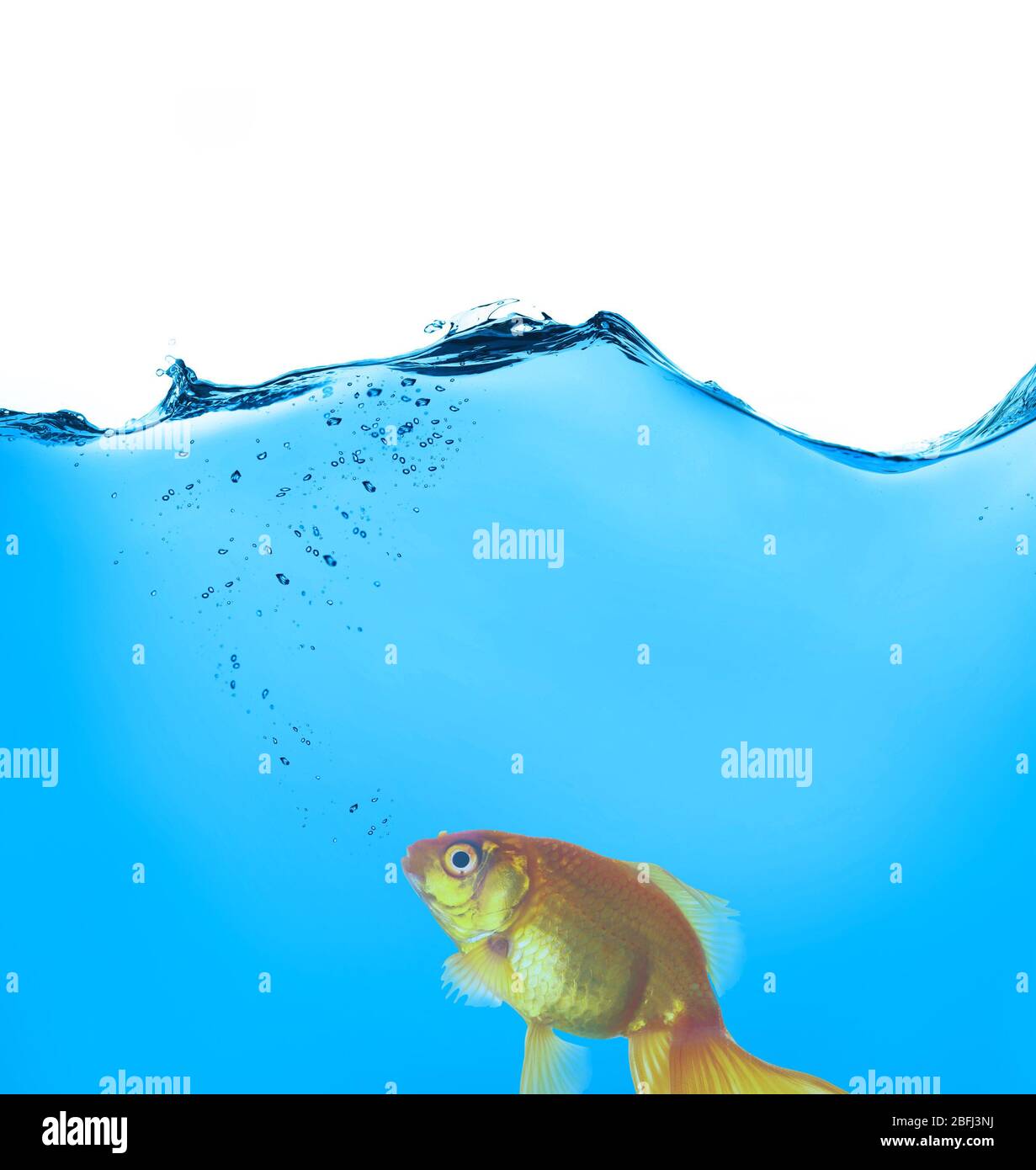 Pure gold fish hires stock photography and images Alamy