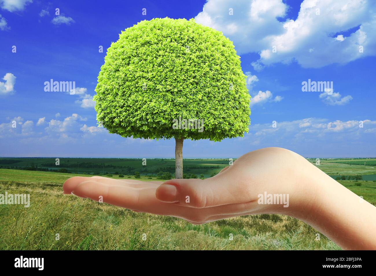 Small tree in hand on nature background Stock Photo - Alamy