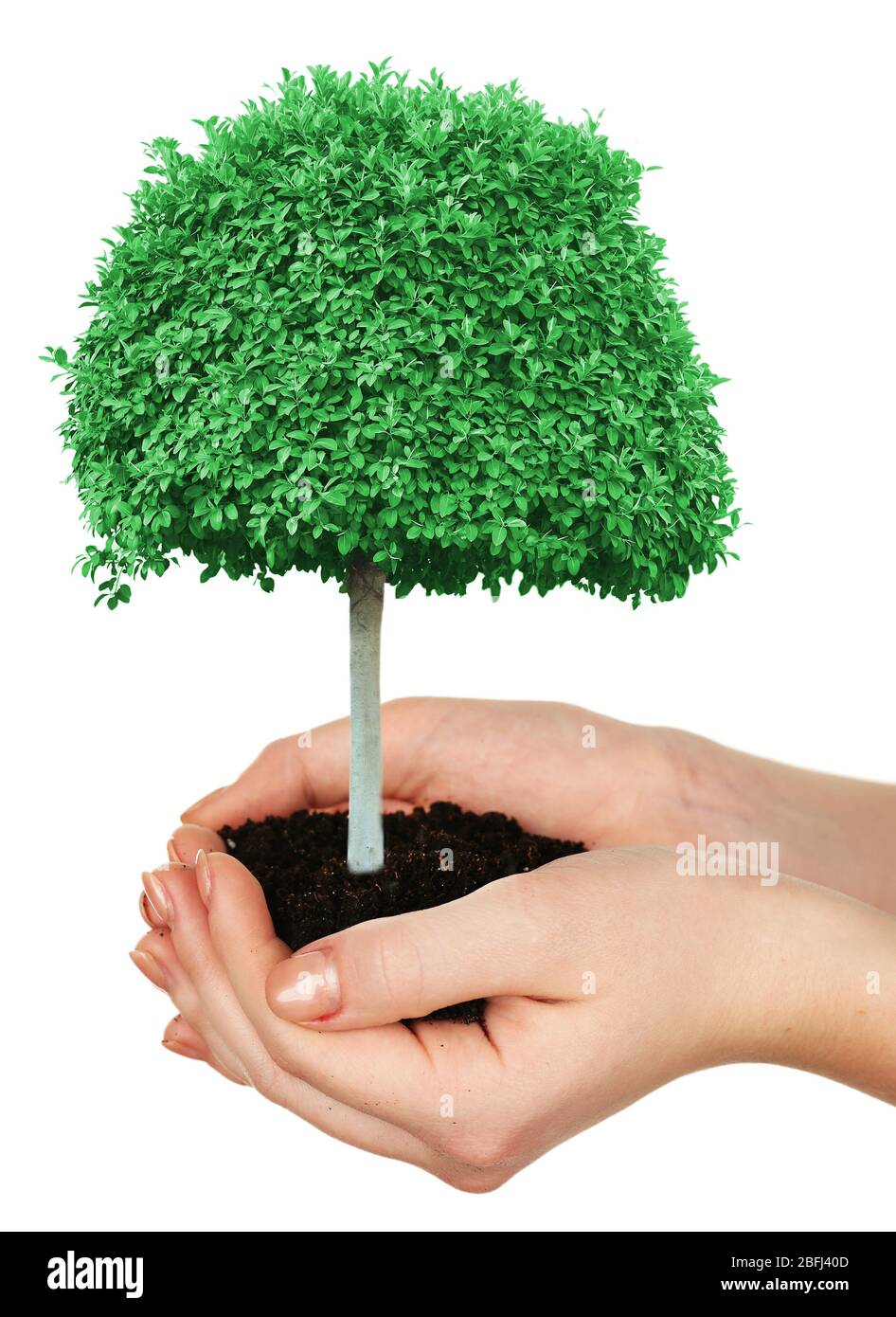 Small tree in hands isolated on white Stock Photo - Alamy