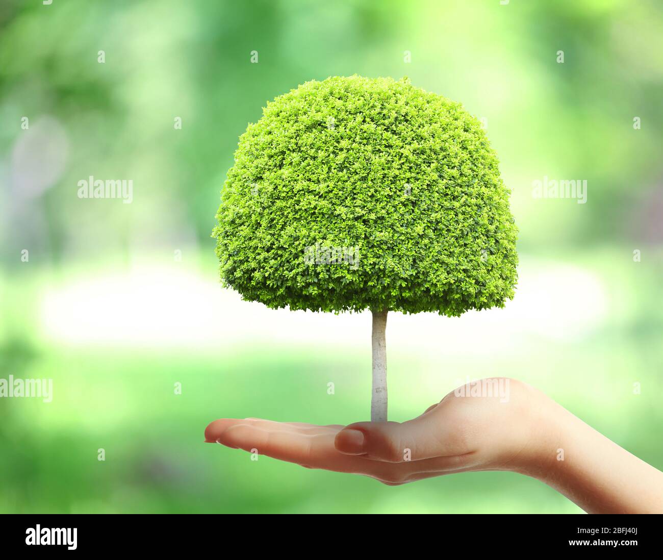 Small tree in hand on nature background Stock Photo - Alamy