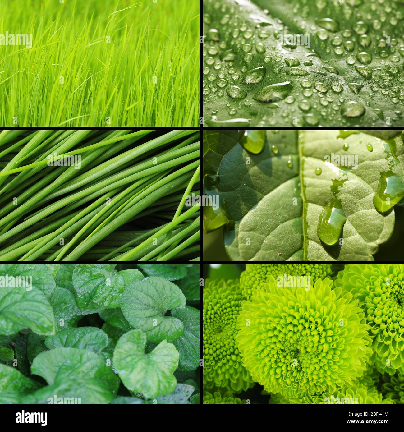 Green color samples collage Stock Photo Alamy