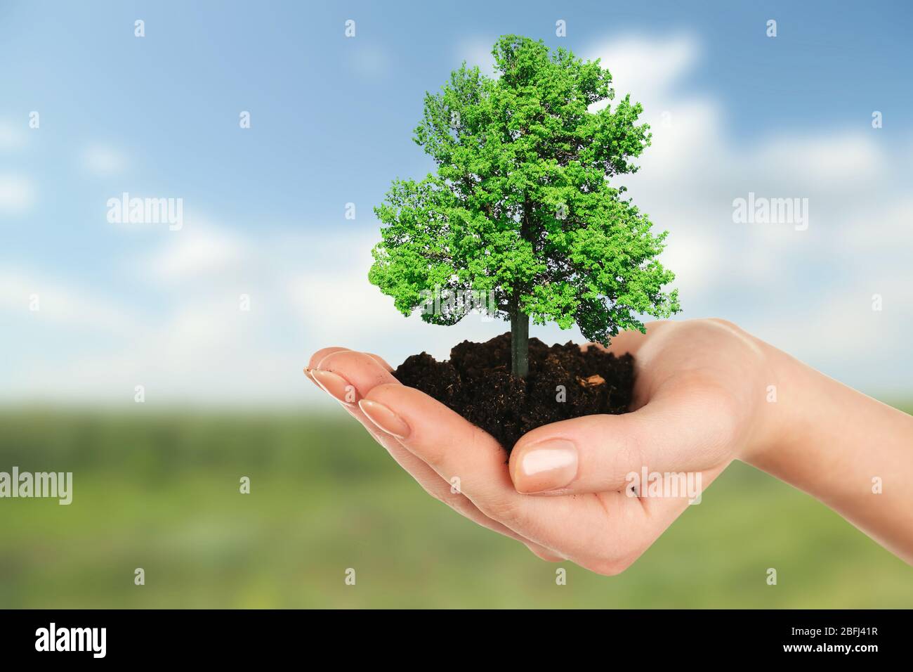 Small tree in hand on nature background Stock Photo - Alamy