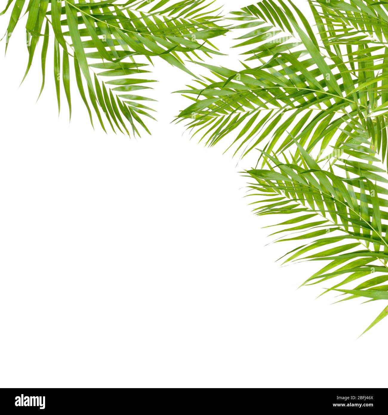 Beautiful palm leaves shaped as frame with space for your text Stock ...