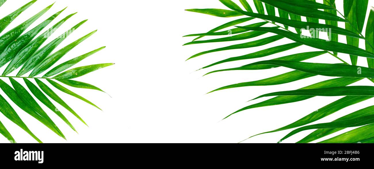 Beautiful palm leaves shaped as frame with space for your text Stock ...