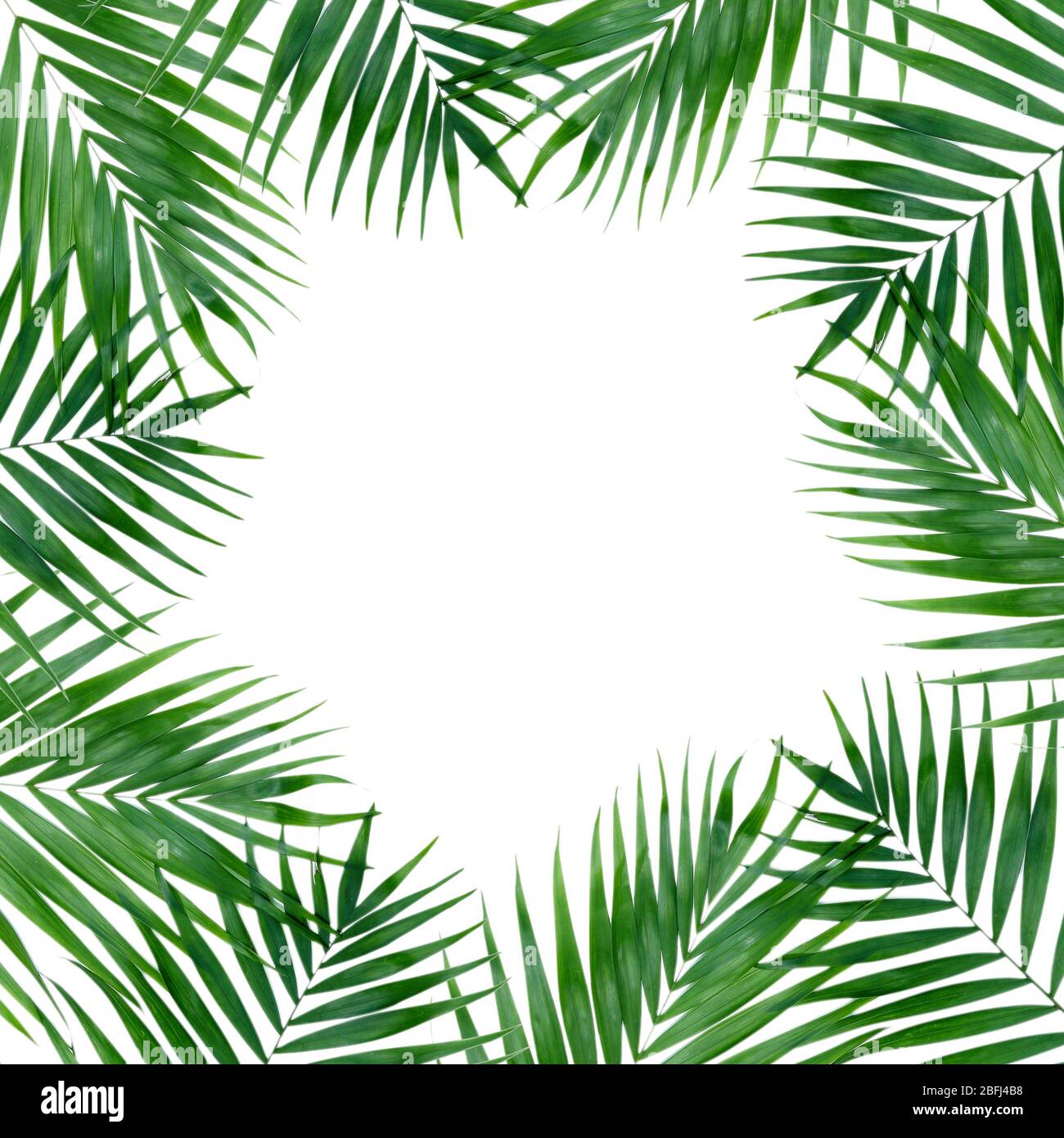 Beautiful palm leaves shaped as frame with space for your text Stock ...